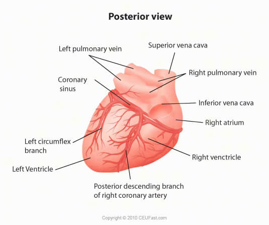 posterior view heart