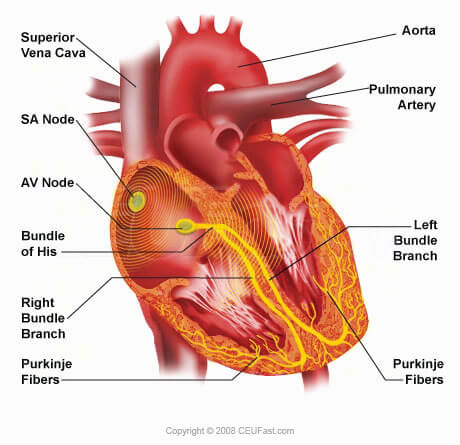heart inherent electrical conduction system