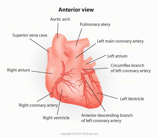 anterior view heart