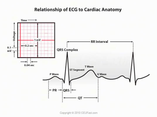 relationship of ecg to cardiac anatomy
