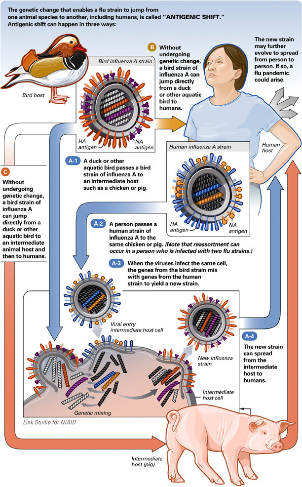 Antigenic Shift Illustration