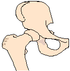 Ball and Socket Joint
