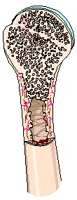 Inside of a bone