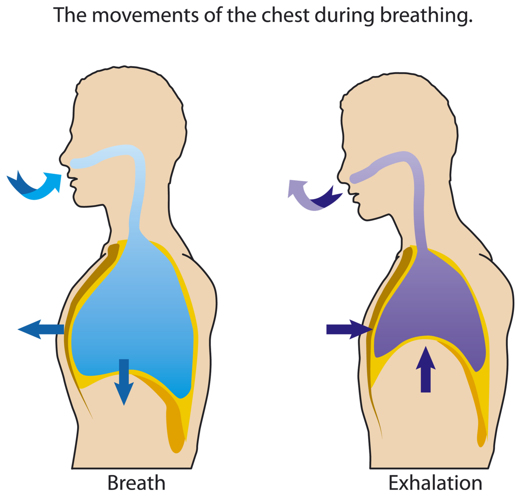 Movement of the Rib Cage During Respiration