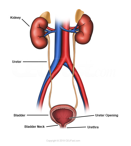 Figure 1 Organs of the Urinary System
