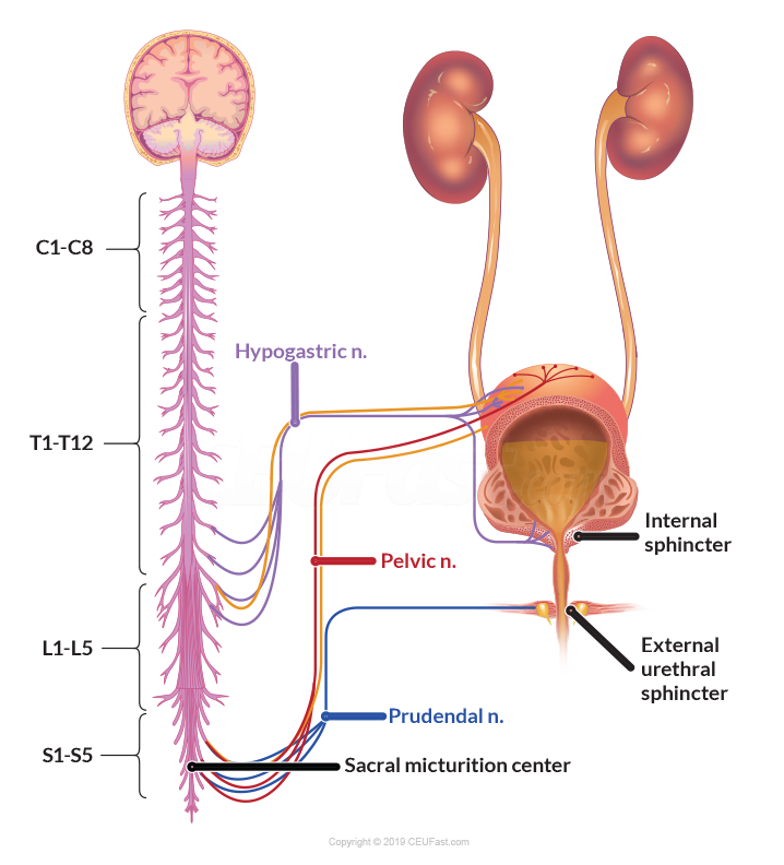 Figure 2 - Neurologic Innervation of Urinary System