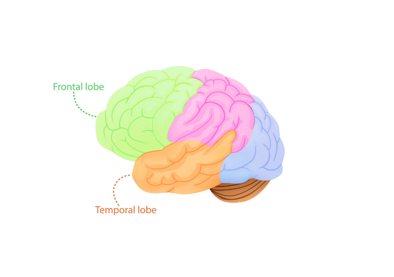 cutaway graphic of the brain labeling lobes