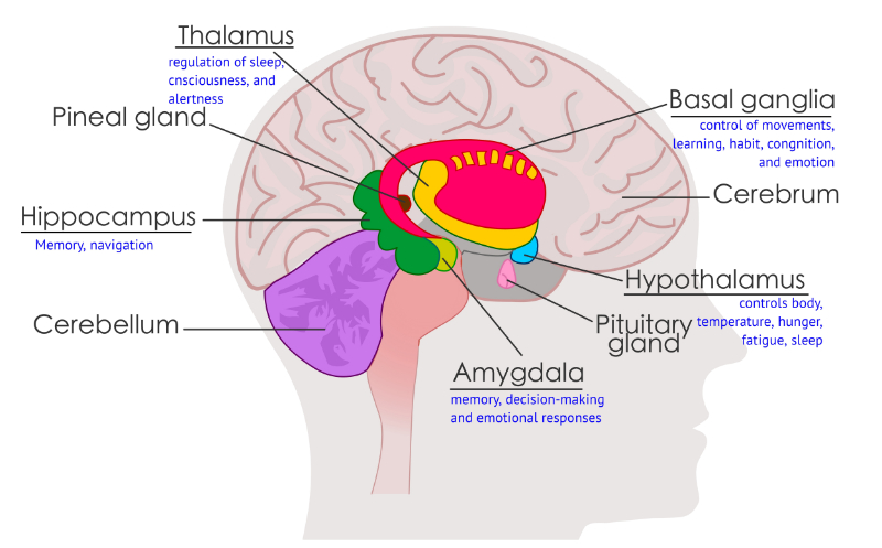 exposed view with labeled Hippocampus and their functions