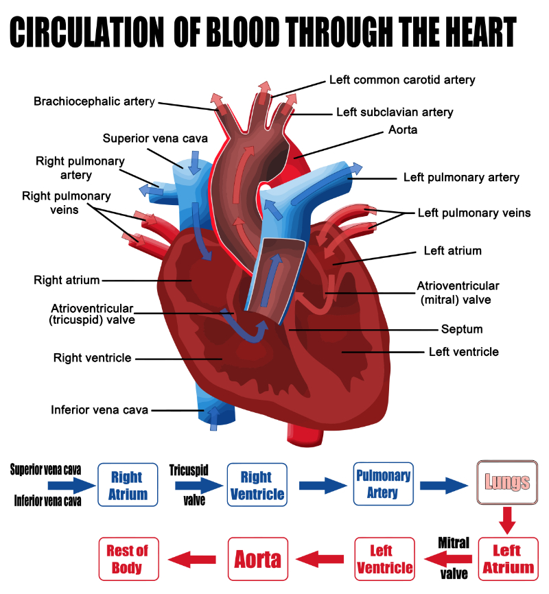 graphic showing circulation of blood thru heart