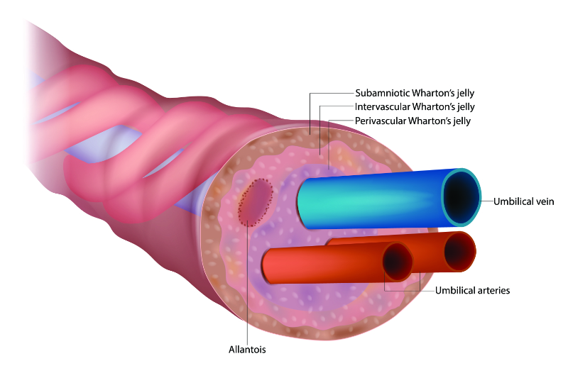 graphic showing cross section of umbilical cord