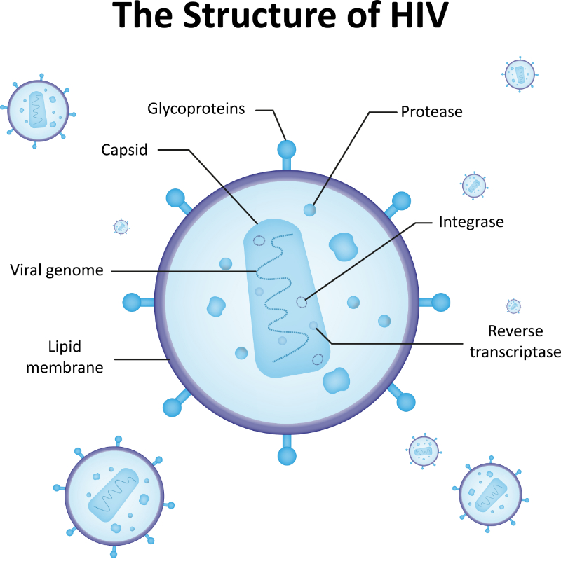 graphics showing hiv virion structure