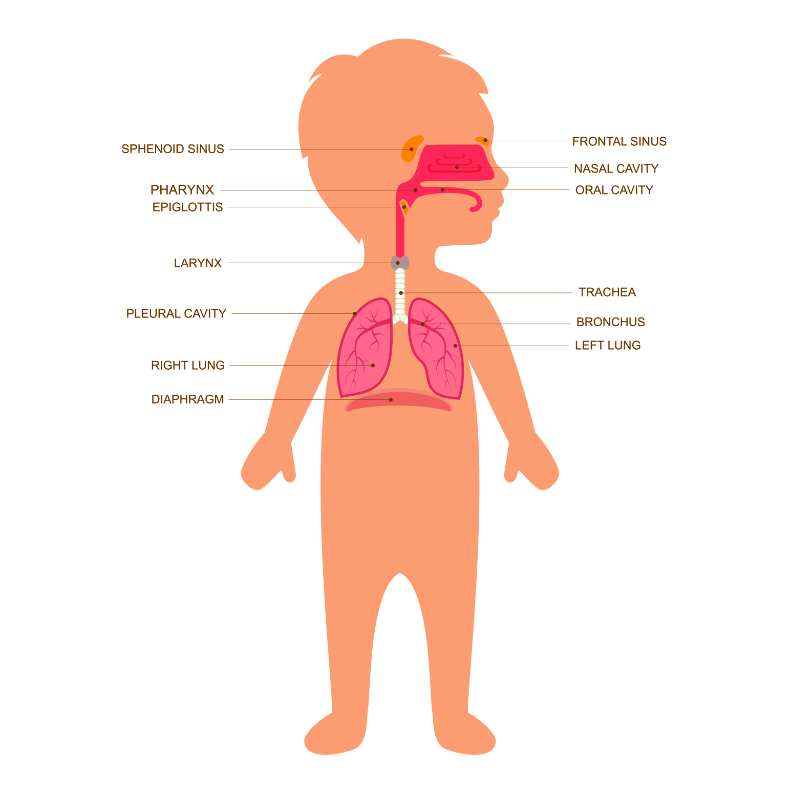Graphic showing a labeled pediatric respiratory trace