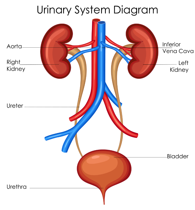 graphic showing urinary system