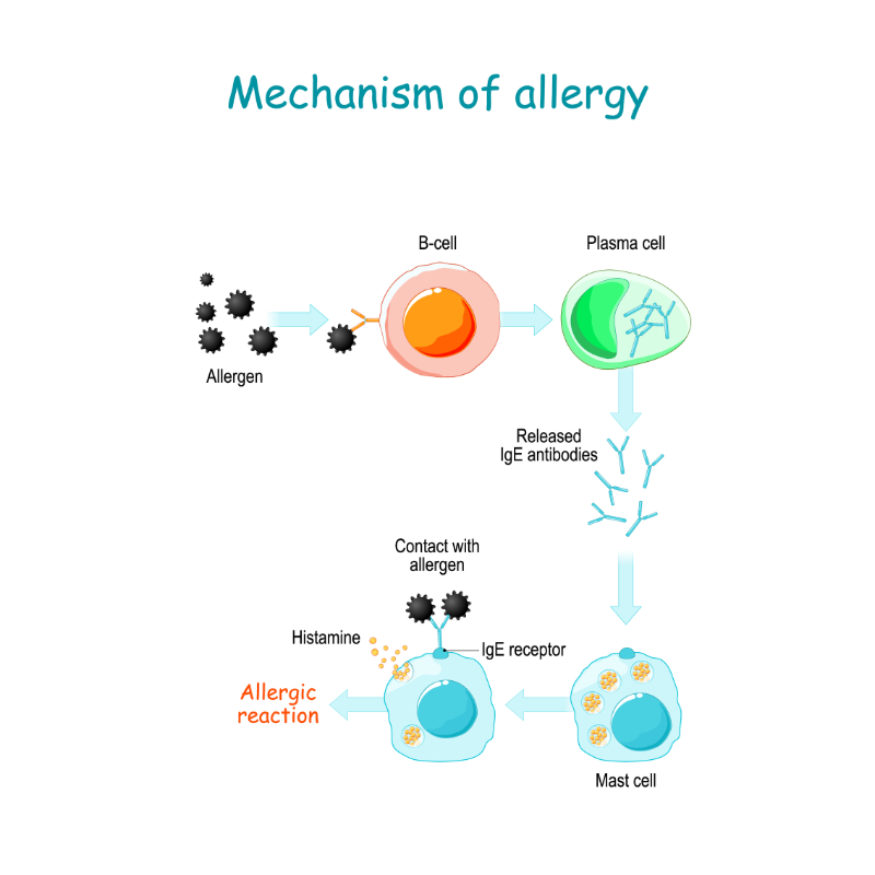 graphic showing the mechanism of allergy