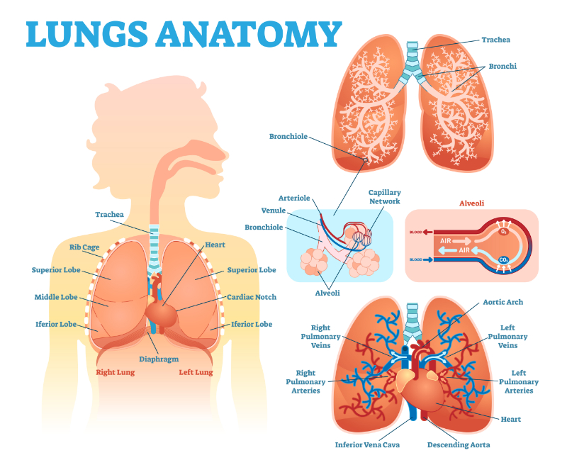 graphic showing anatomy of the lungs