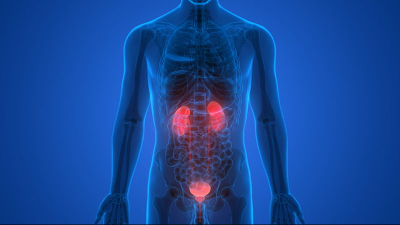 graphic showing kidney and renal system