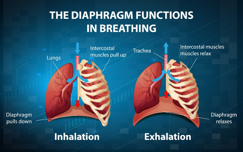 graphic showing the diaphragm functions in breathing