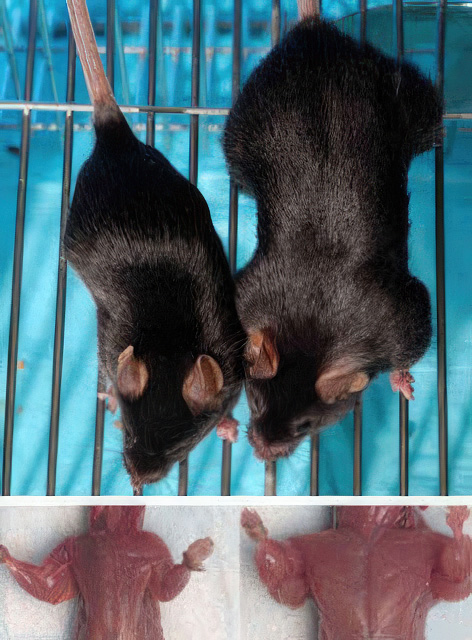 photo of rats showing myostatin inhibition