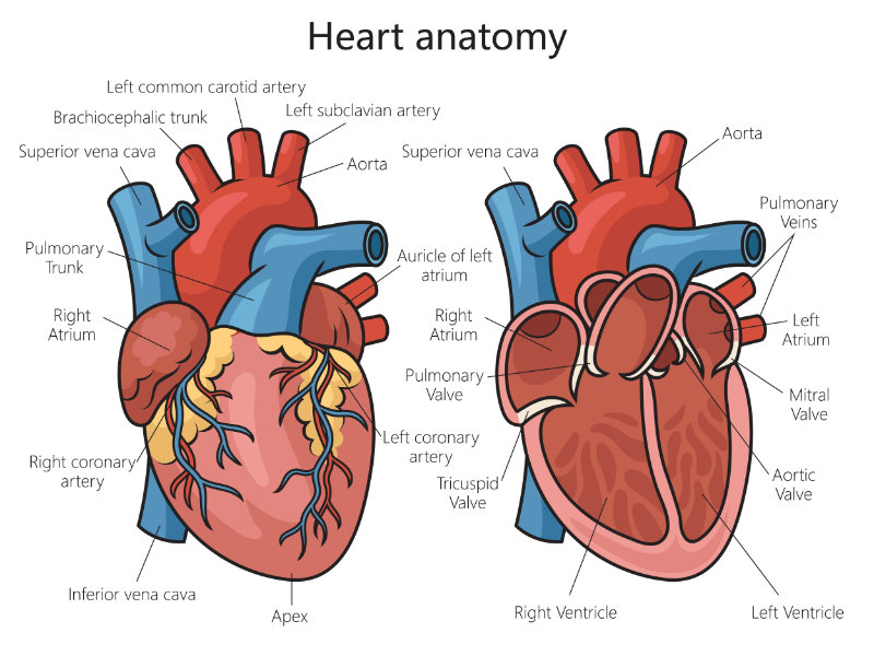 graphic showing normal heart