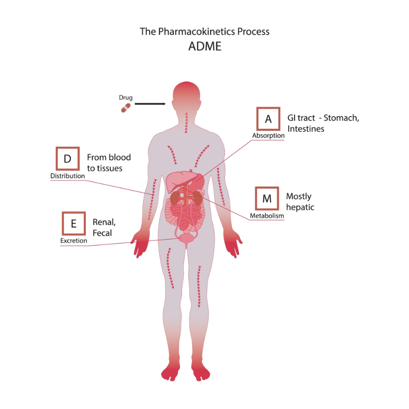 graphic showing pharmacokinetics process