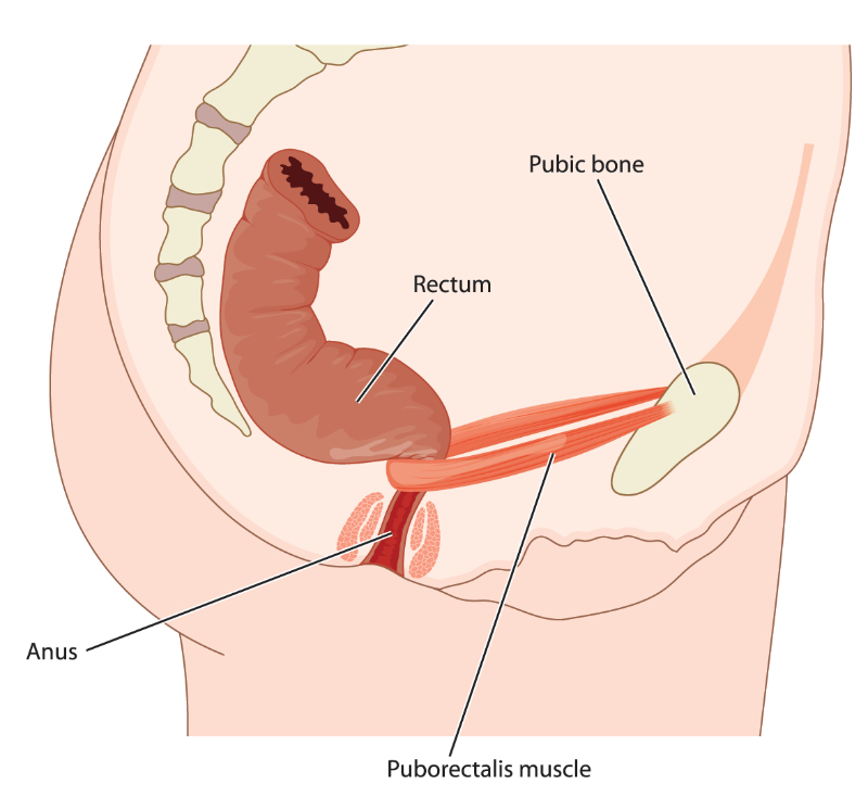 rectal anatomy graphic