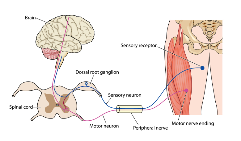 graphic showing spinal cord neurons