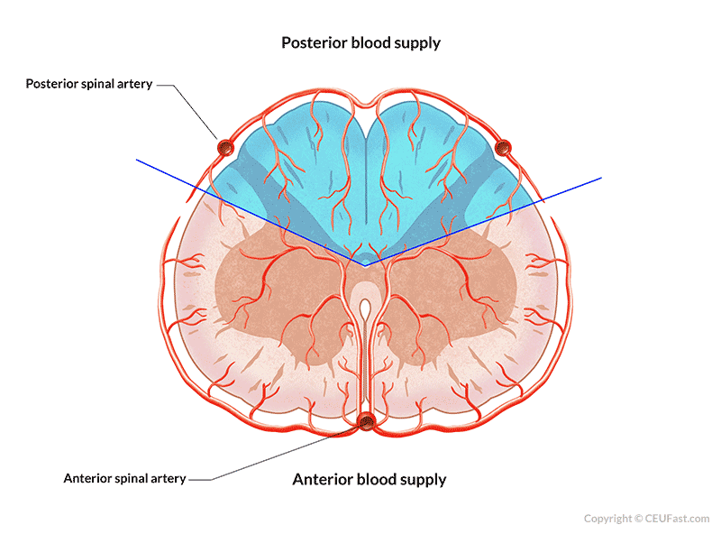 graphic showing blood supply to the spinal cord