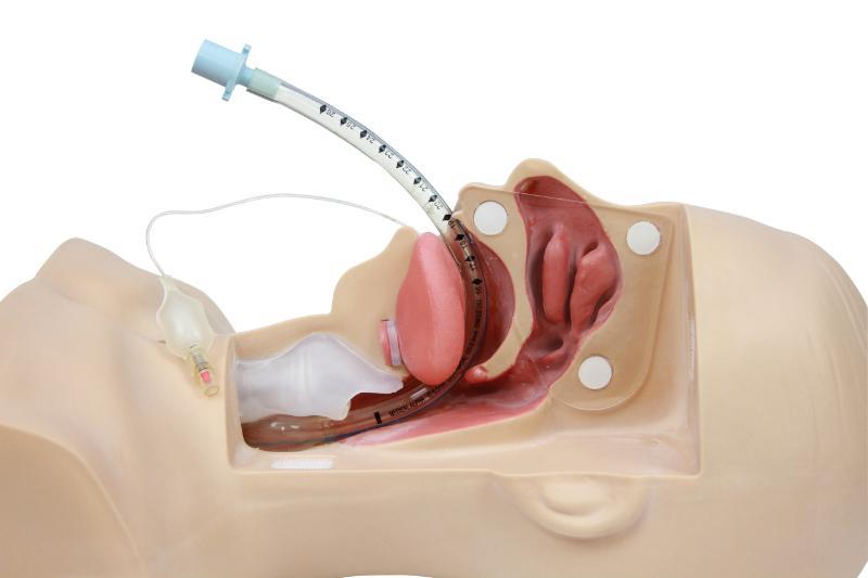 photo of endotracheal intubation on a practice dummy
