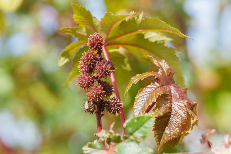 photo of castor bean plant