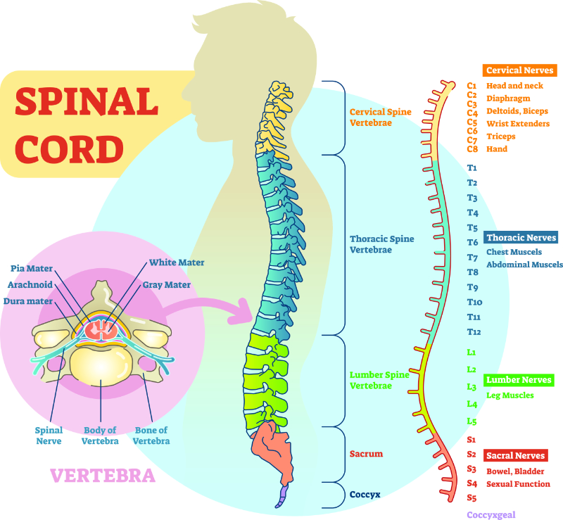 graphic showing spinal cord and sections
