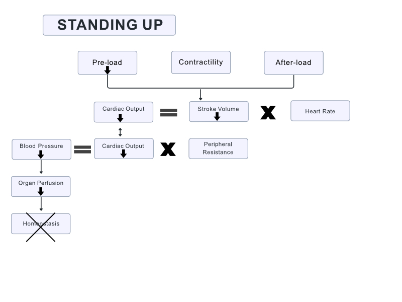 flow chart of normal physiology with standing