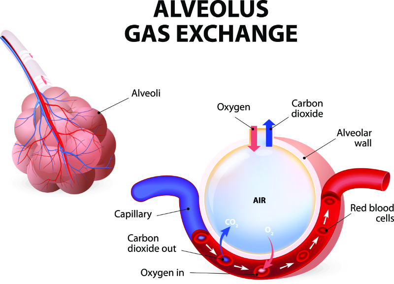 graphic showing a labeled view of the alveolus gas exchange