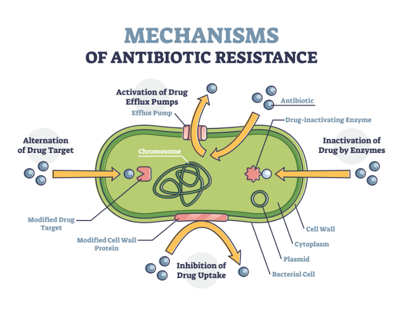 graphic showing the mechanisms of antibiotic resistance
