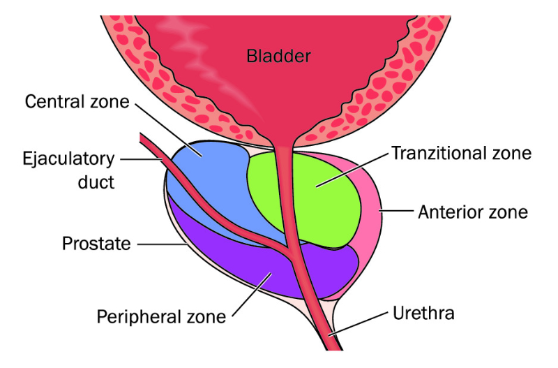 Graphic showing labeled view of prostate