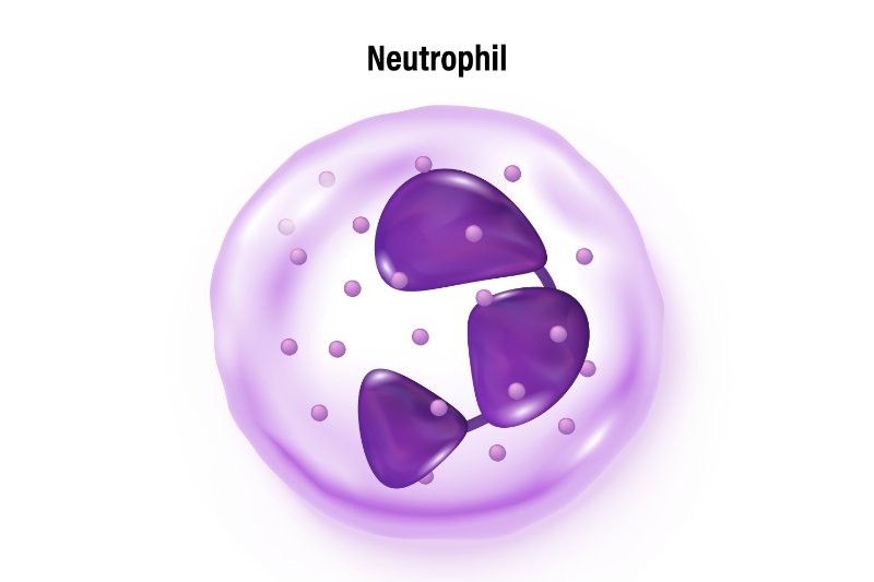 graphic of neutrophil