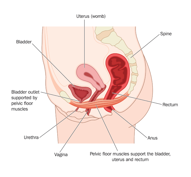 pelvic floor graphic