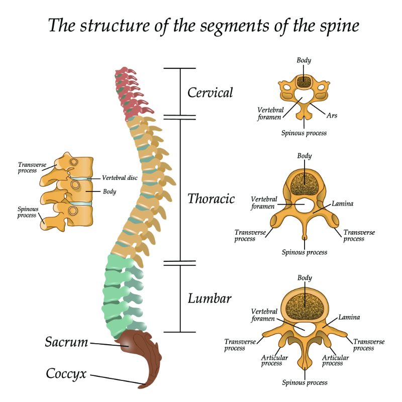 graphic showing the structure of the segments of the spine