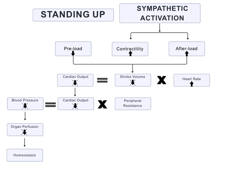 flow chart of normal compensation with standing