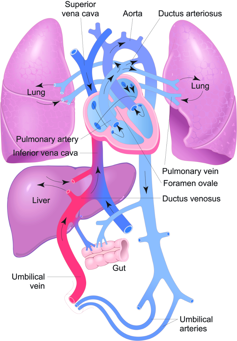 graphic showing flow of fetal circulation