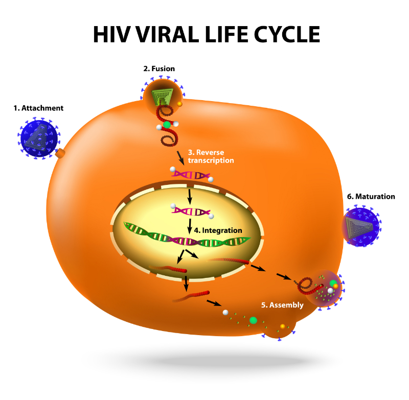 graphic showing hiv life cycle stages