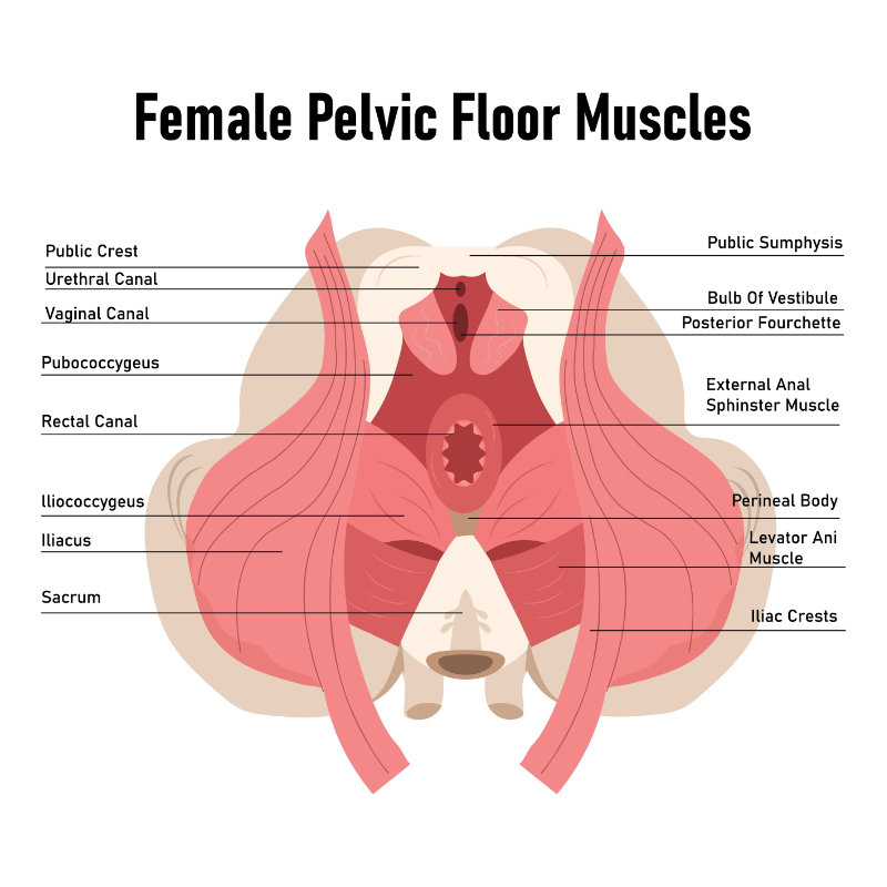 female pelvic floor musculature graphic