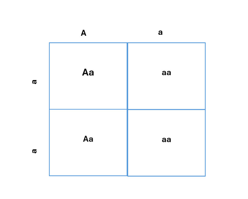 graphic of punnett square