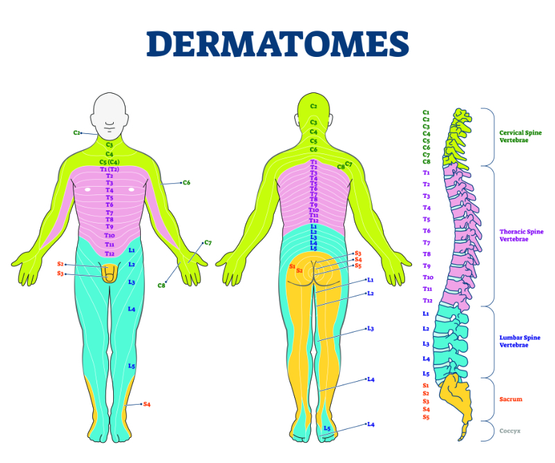 image showing dermatomes in the spine