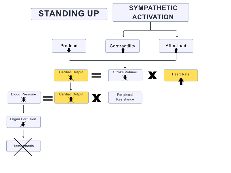 flow chart of physiology of pots
