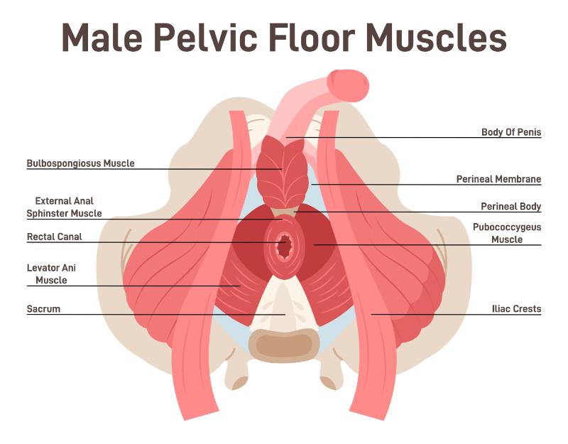 male pelvic floor musculature graphic