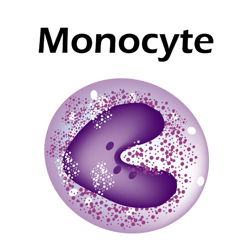 graphic of monocyte
