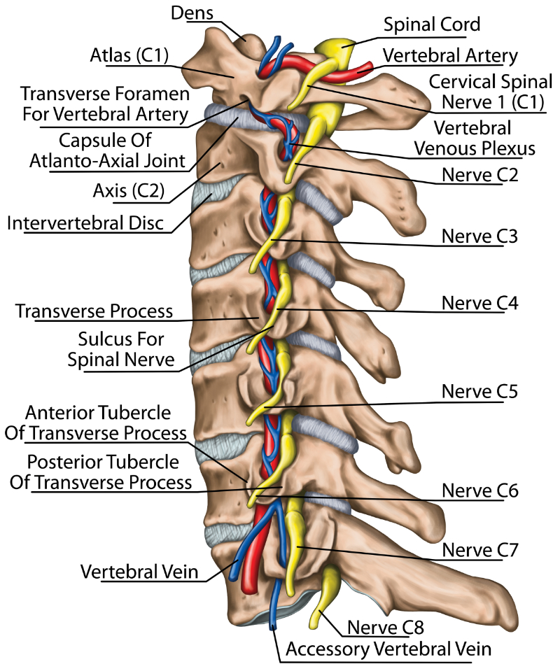 image showing the cervical spine roots