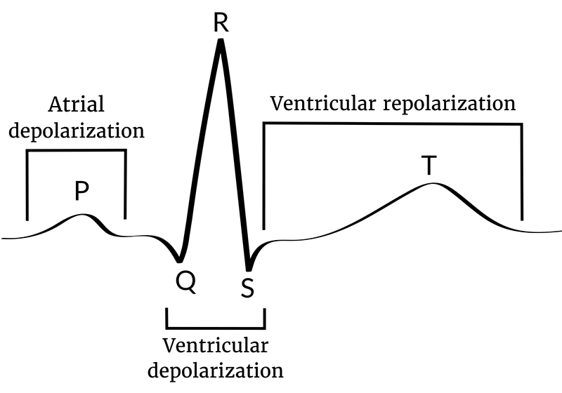 cardiac cycle