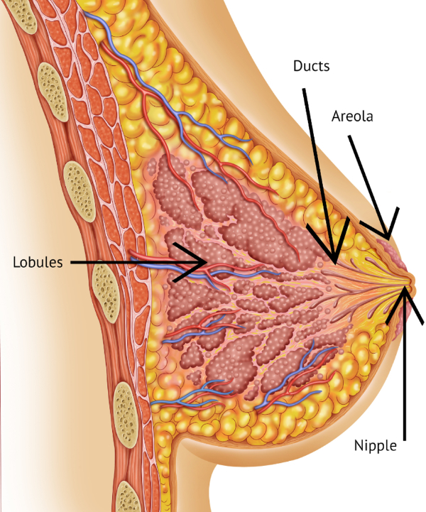 graphic showing breast anatomy