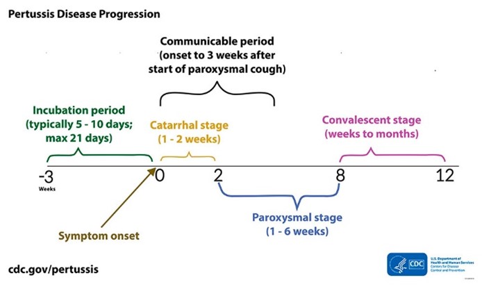 graph showing pertussis disease progression